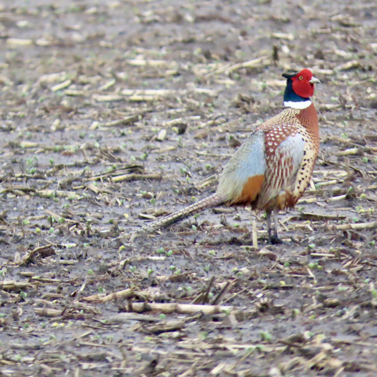 Ring-necked Pheasant - Jocelyn K