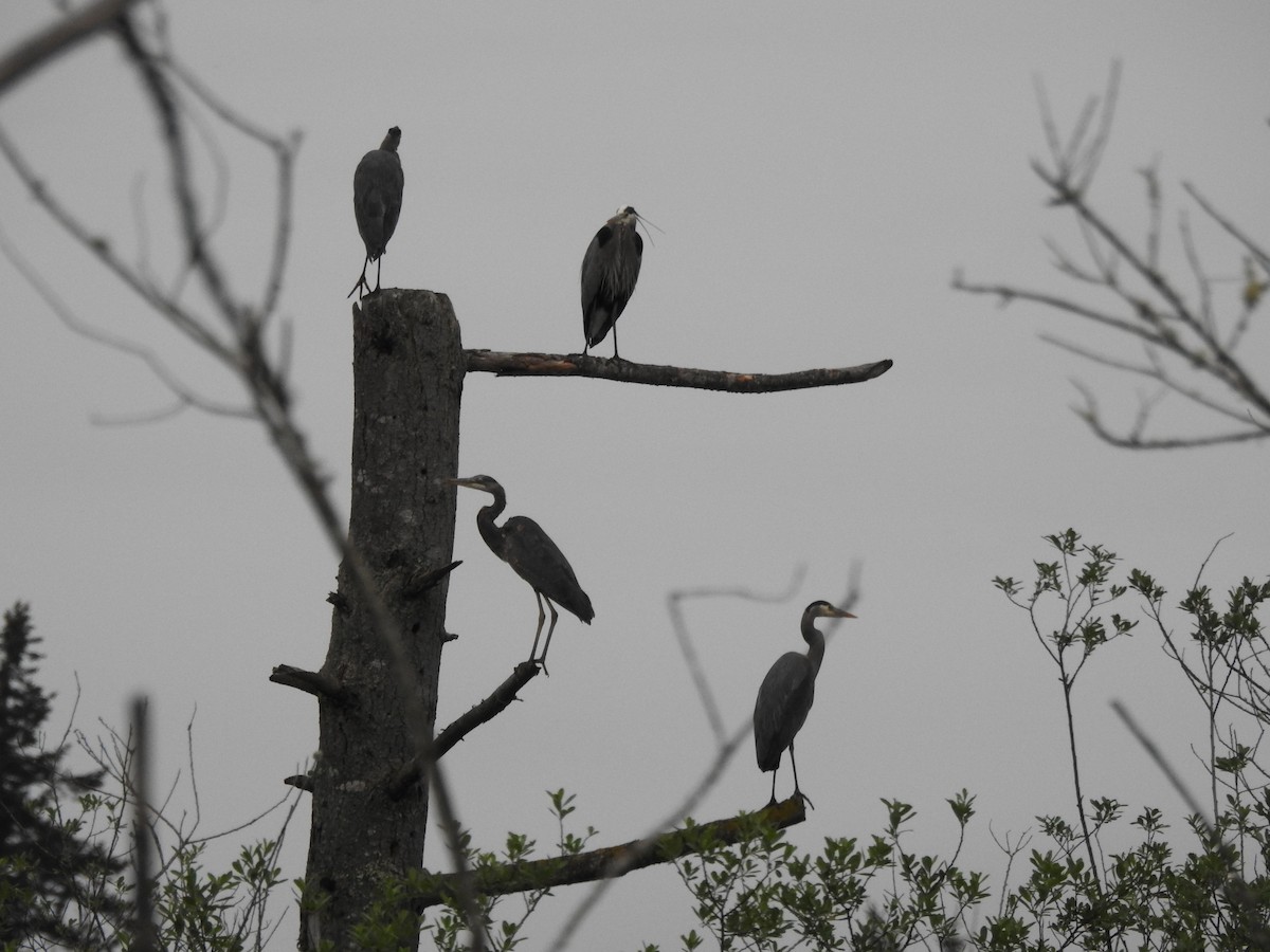 Great Blue Heron - Anonymous