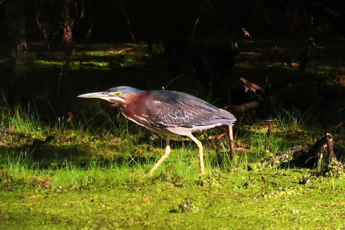 Green Heron - Otha Savage