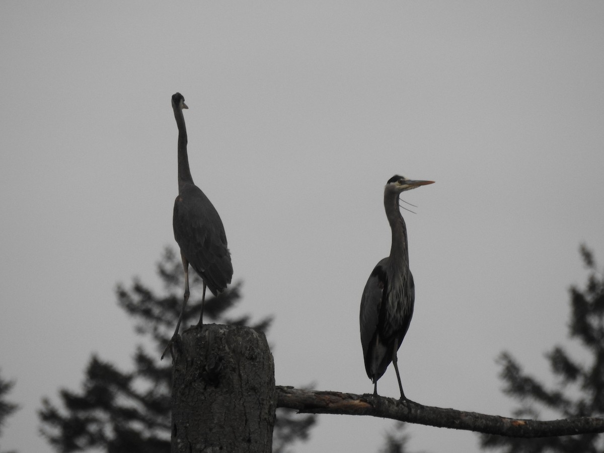 Great Blue Heron - Anonymous