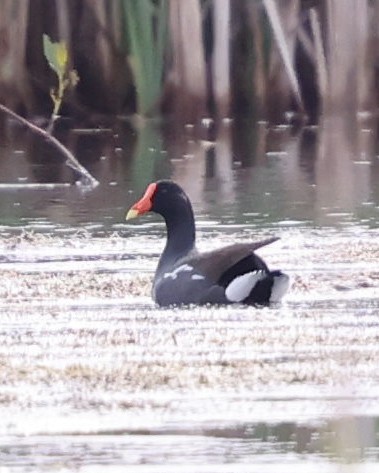 Common Gallinule - Braden Ribbens