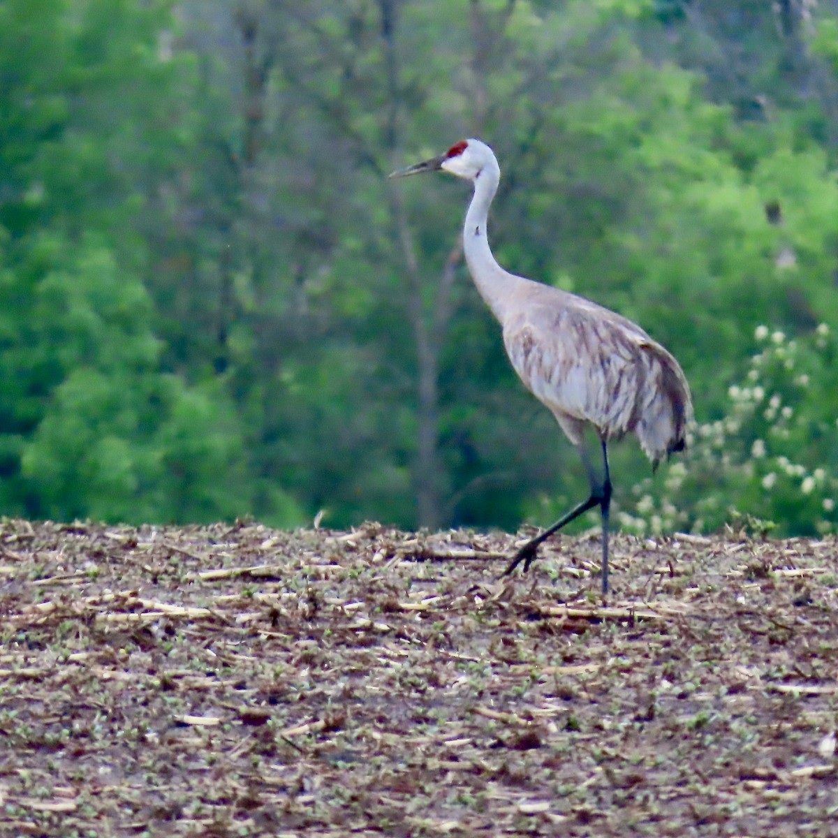 Sandhill Crane - Jocelyn K