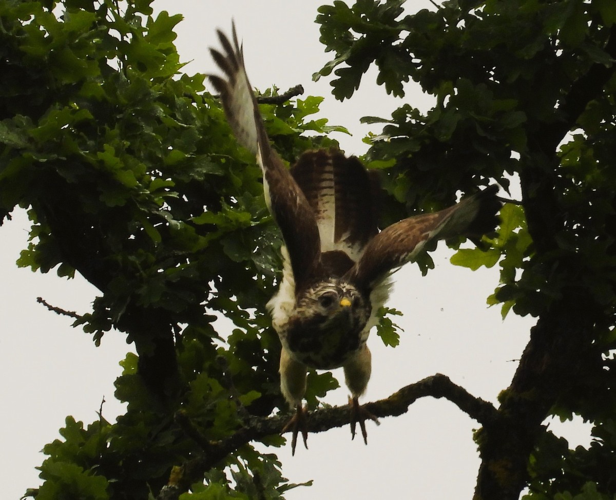 Common Buzzard - ML619530623