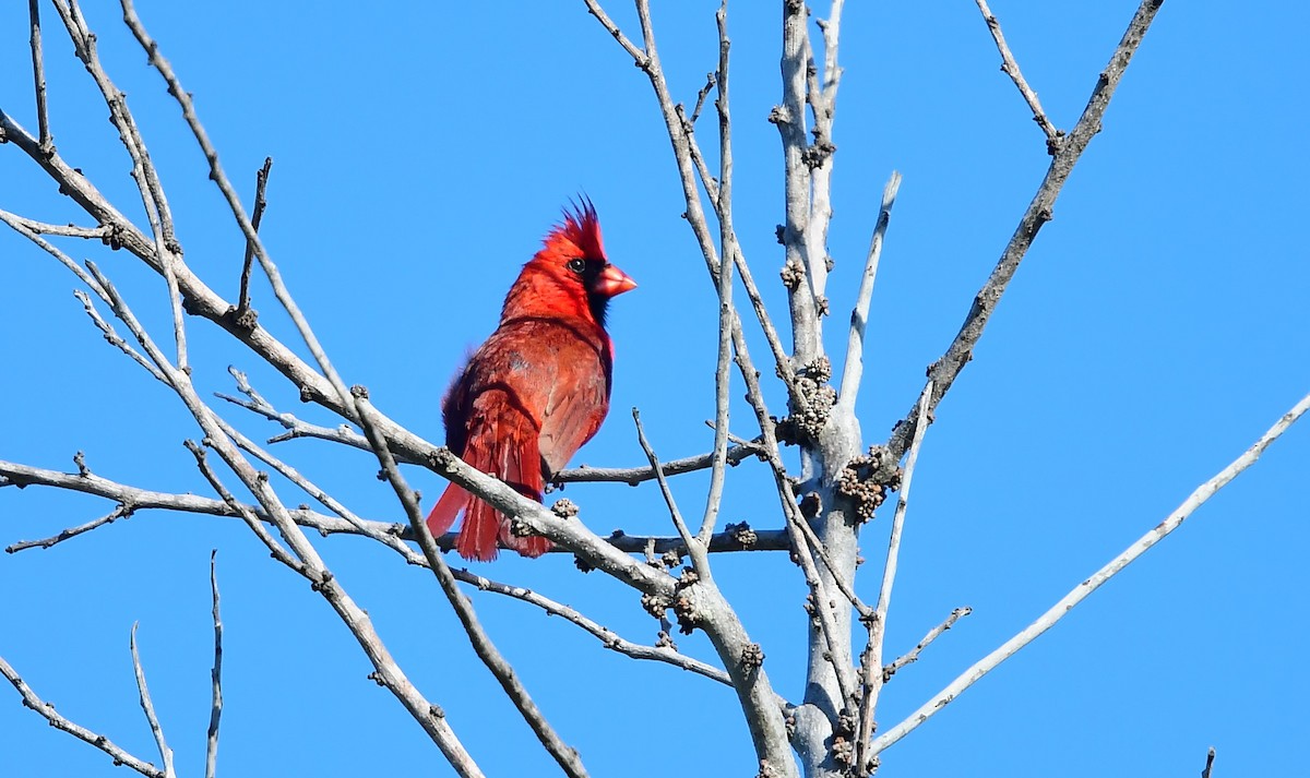 Northern Cardinal - John Wolaver