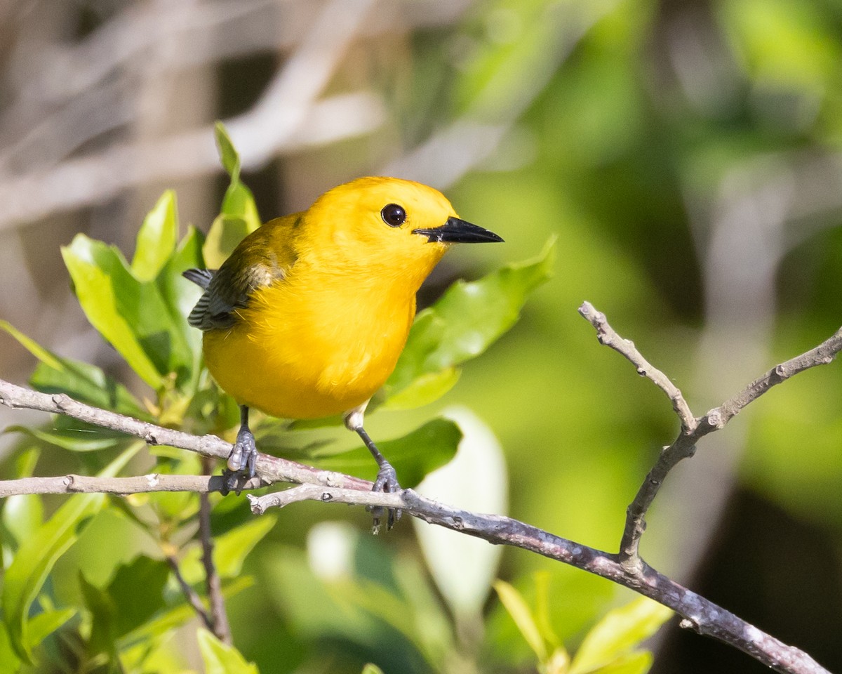 Prothonotary Warbler - Jeff Lewis