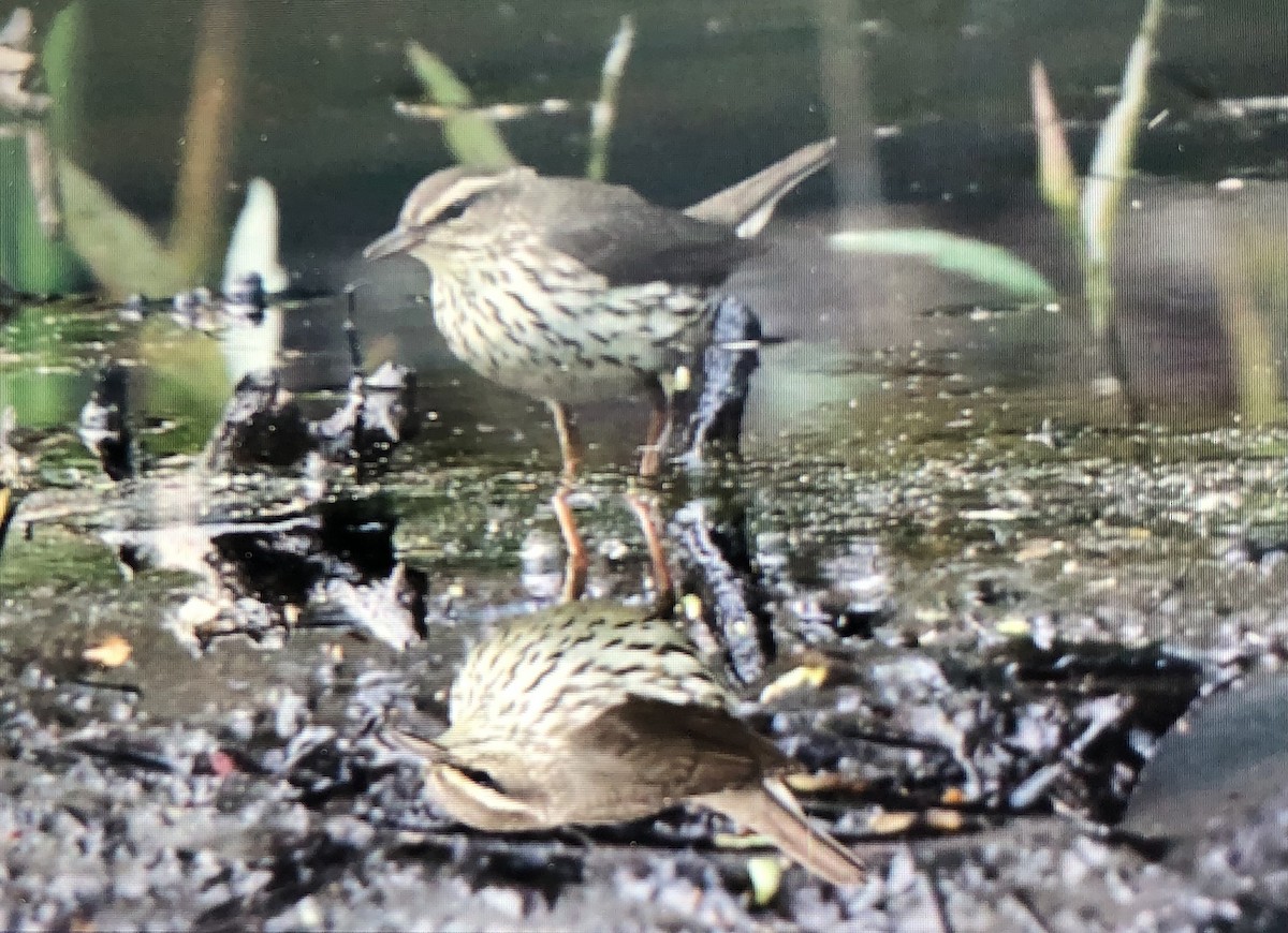 Northern Waterthrush - Jules S