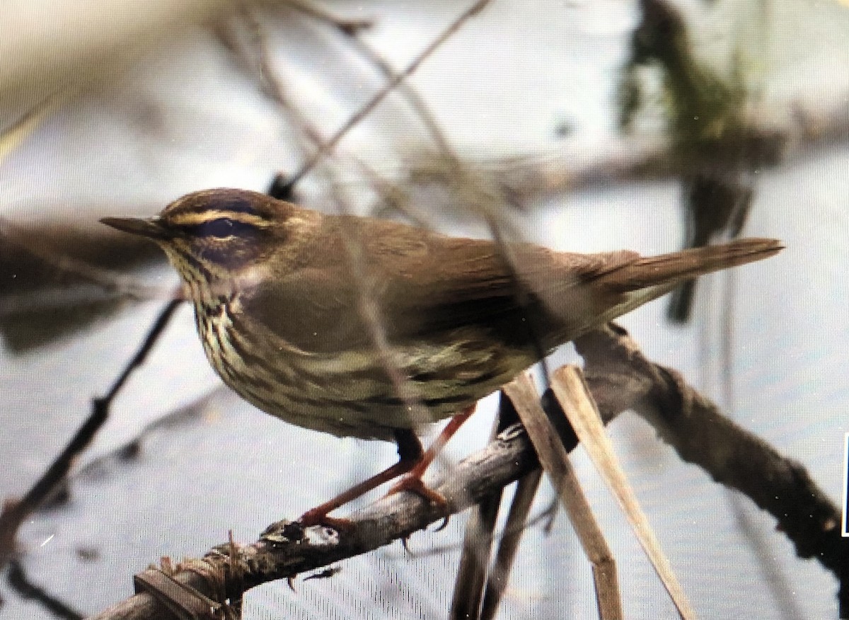 Northern Waterthrush - Jules S