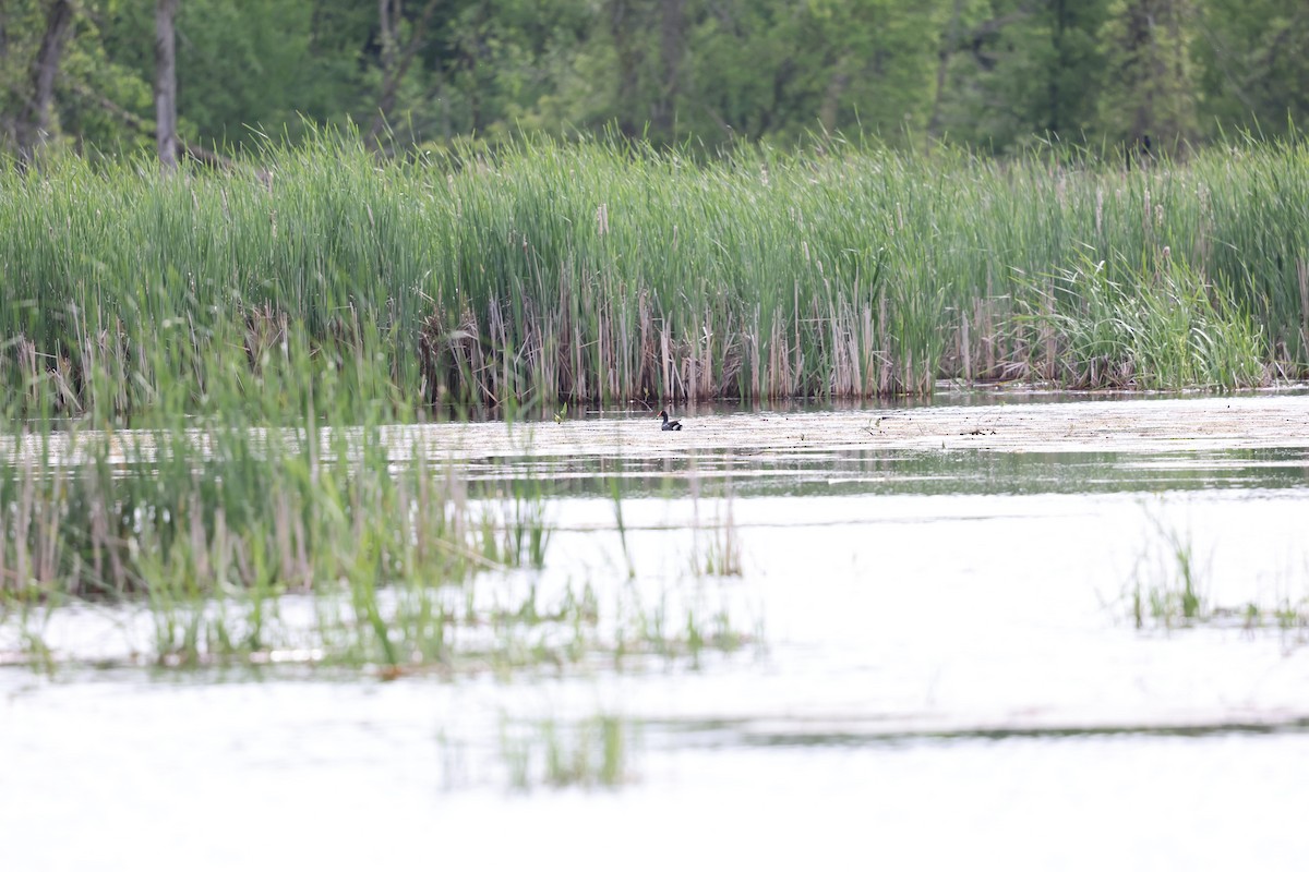 Common Gallinule - Braden Ribbens