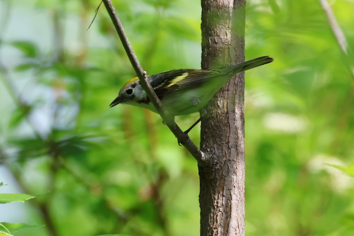 Chestnut-sided Warbler - David Lambeth