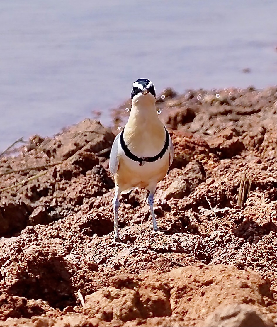 Egyptian Plover - ML619530640