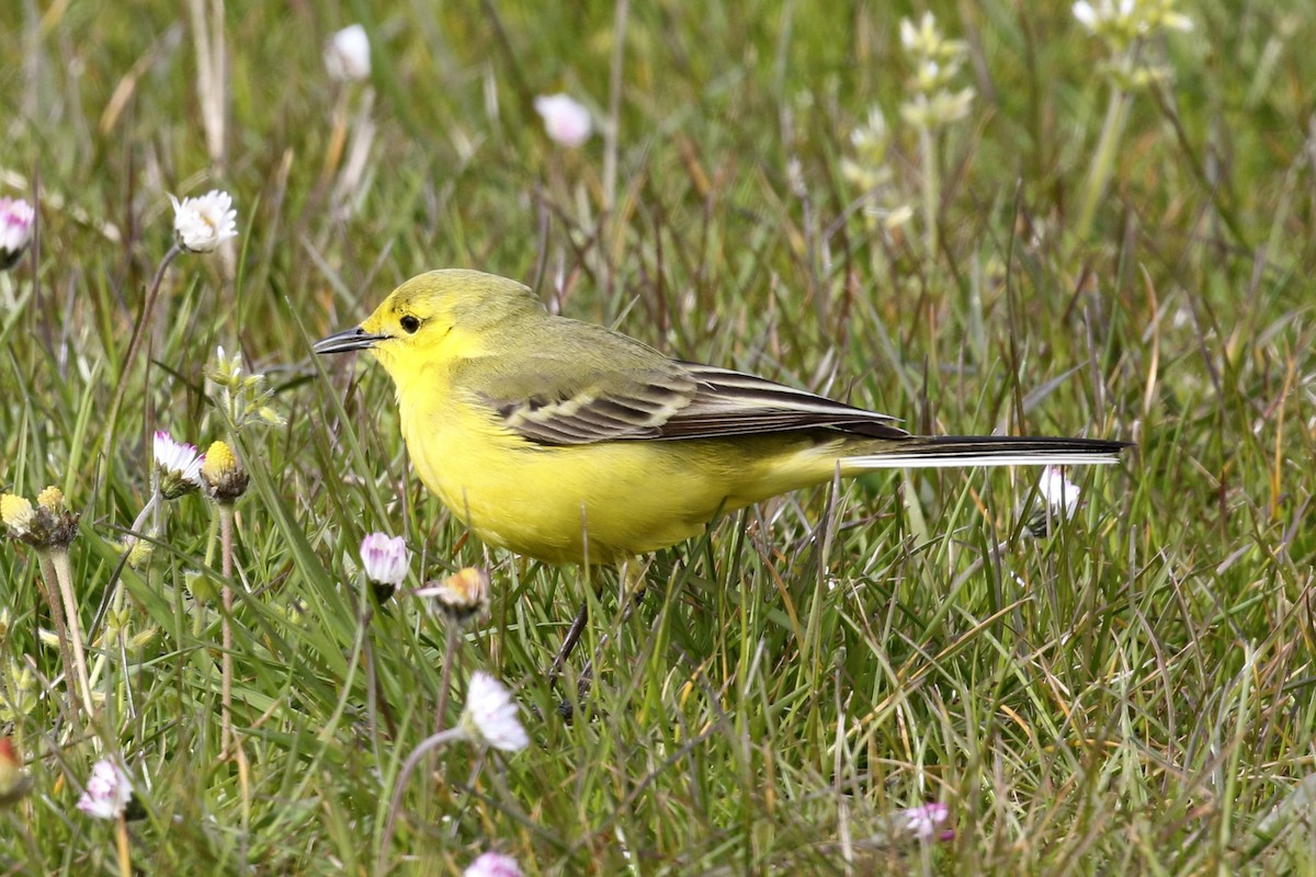 Western Yellow Wagtail - Steven Whitebread