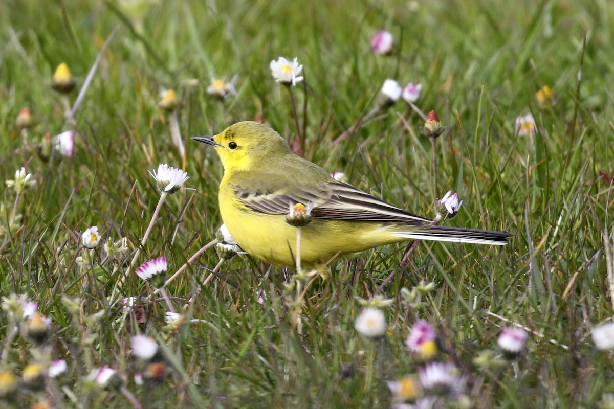 Western Yellow Wagtail - Steven Whitebread