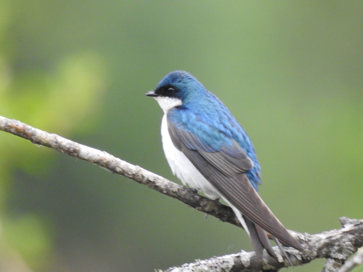 Tree Swallow - ML619530643