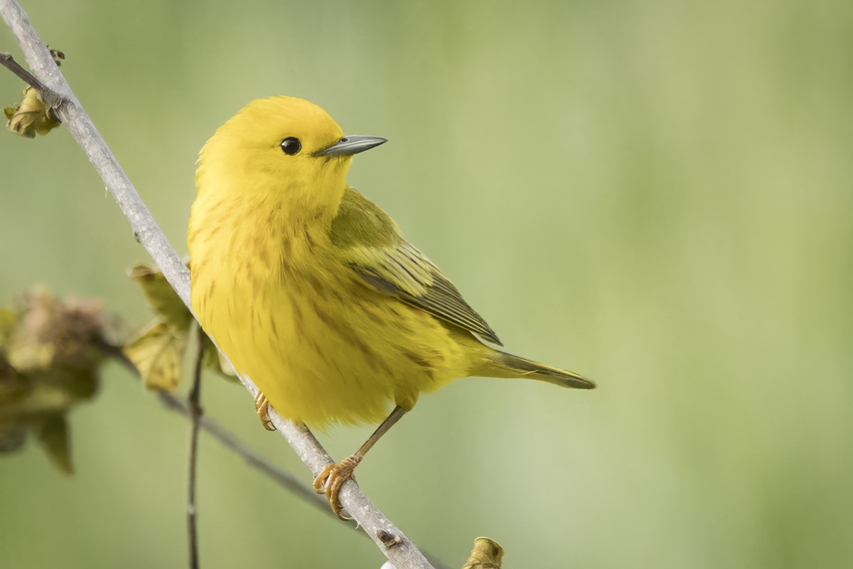 Yellow Warbler - Michael Bowen