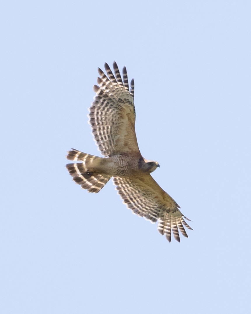 Red-shouldered Hawk - Jeff Lewis