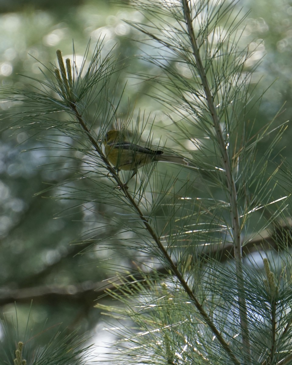 Pine Warbler - Jamie Kap