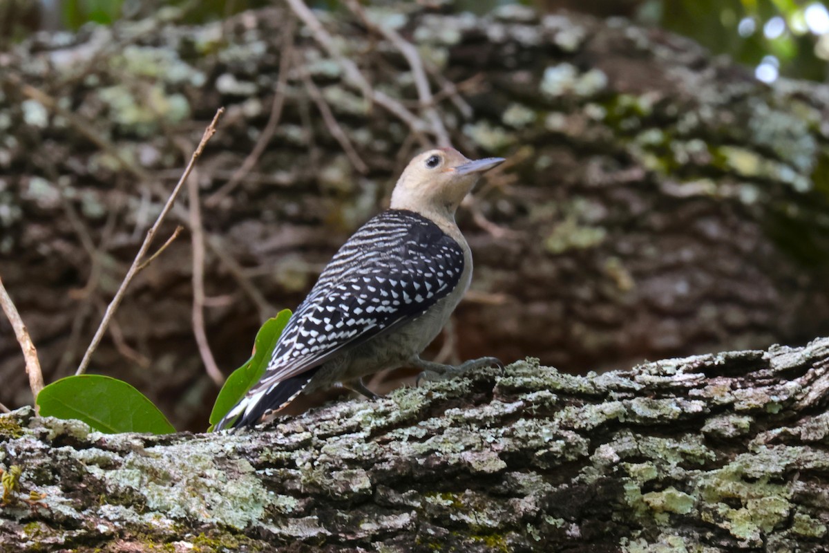 Red-bellied Woodpecker - Otha Savage