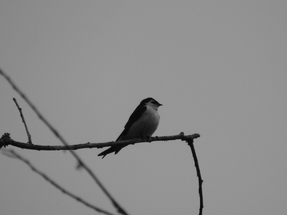 Violet-green Swallow - Anonymous