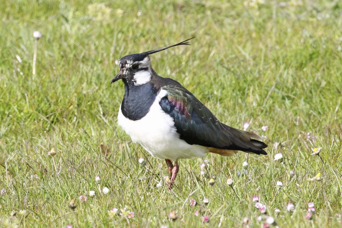 Northern Lapwing - Steven Whitebread