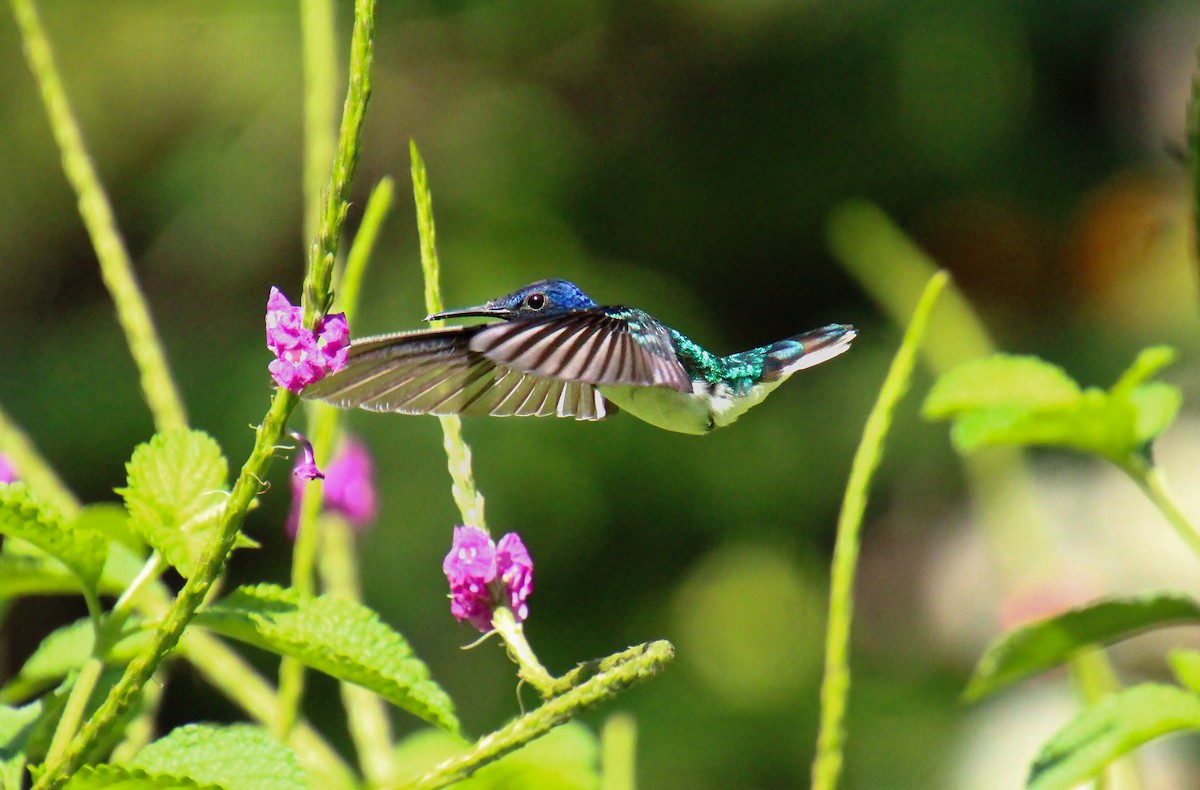 White-necked Jacobin - Mónica Thurman