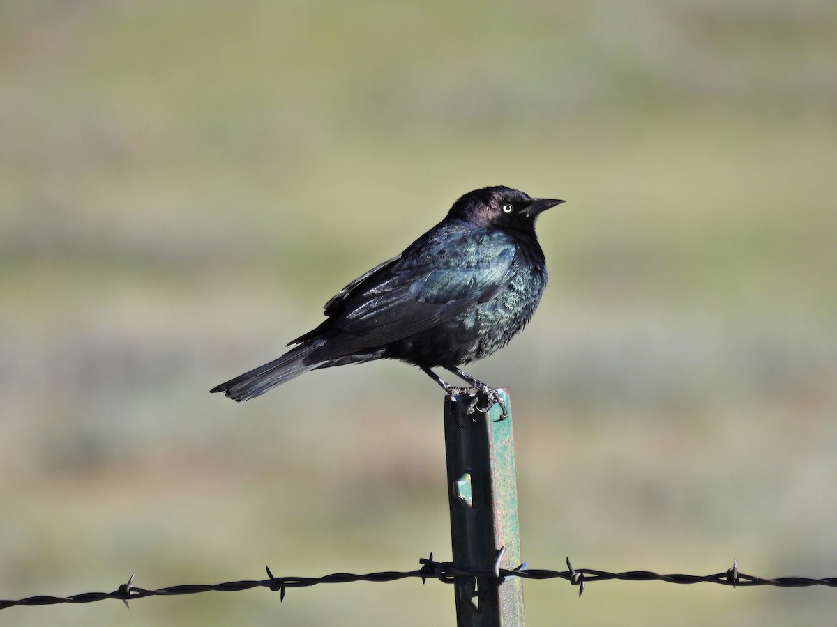 Brewer's Blackbird - Spencer Hurt