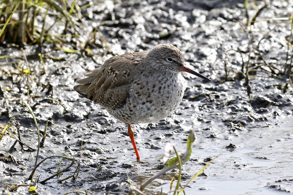 Common Redshank - Steven Whitebread