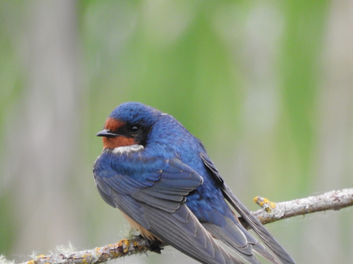 Barn Swallow - Anonymous