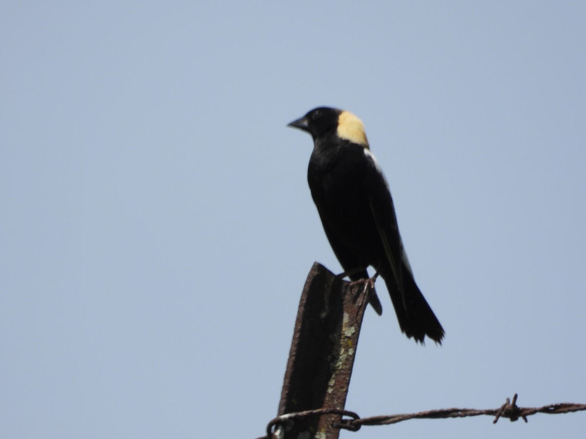 Bobolink - Emily Williams