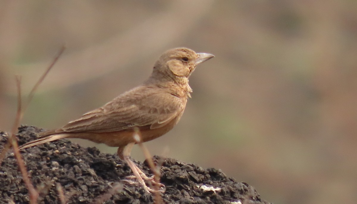 Rufous-tailed Lark - ML619530672