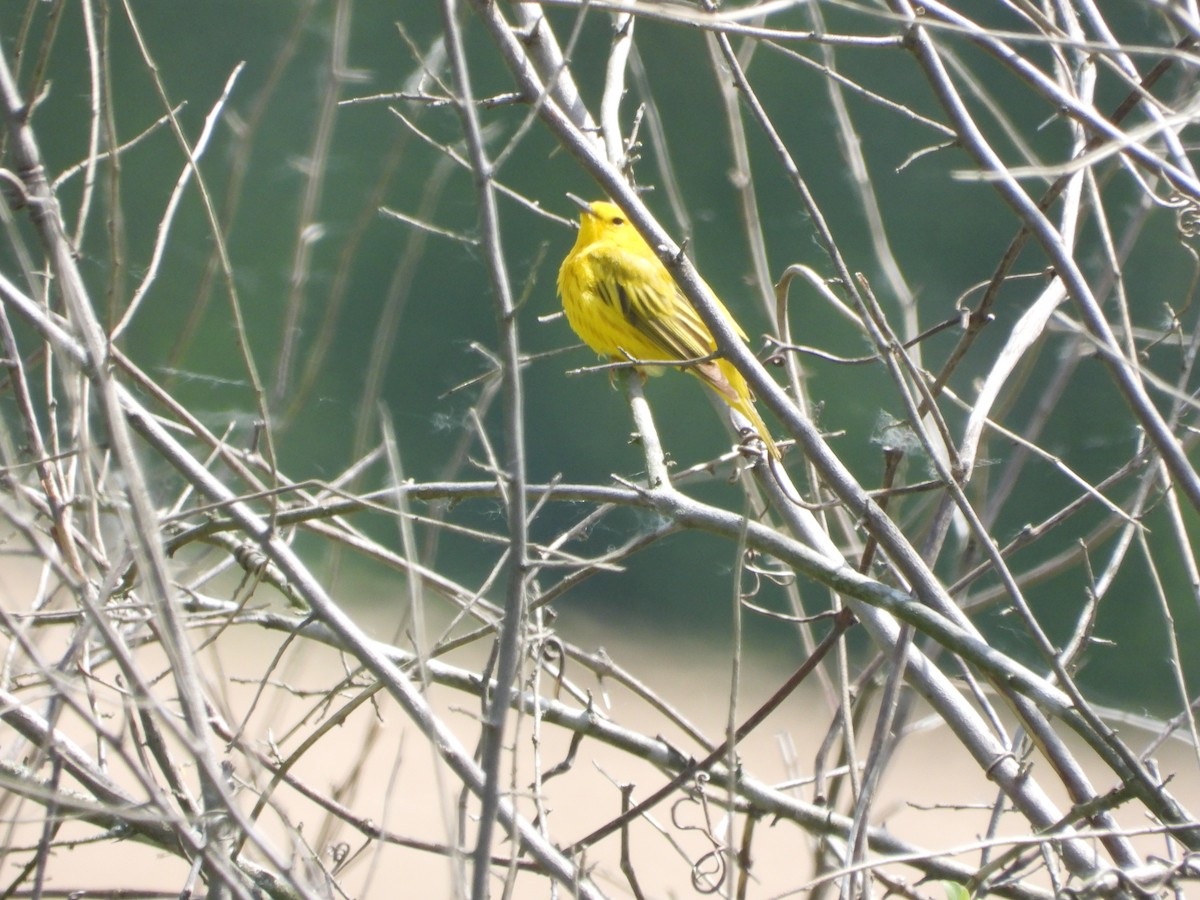 Yellow Warbler - Emily Williams