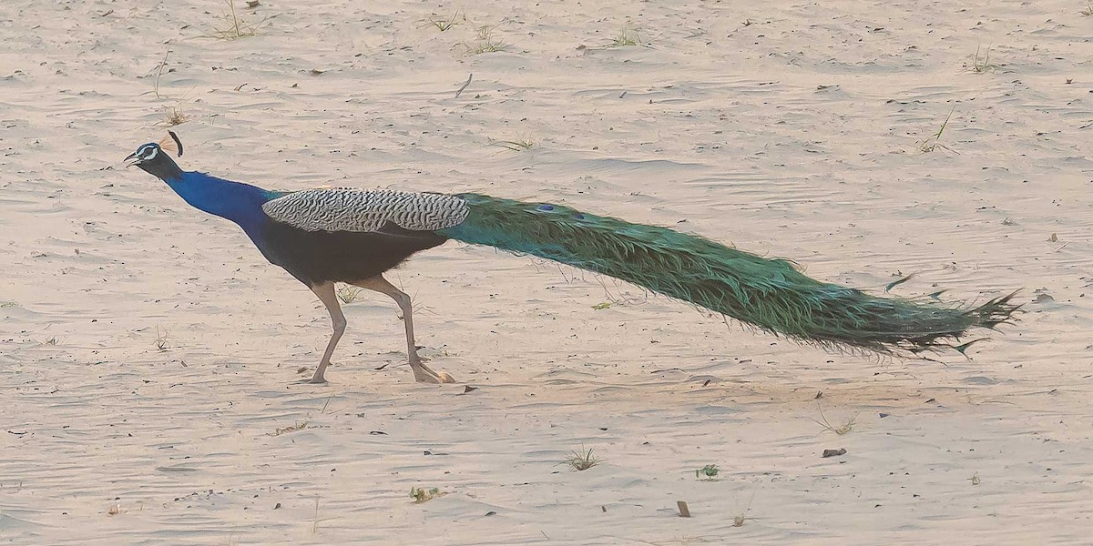 Indian Peafowl - ML619530683