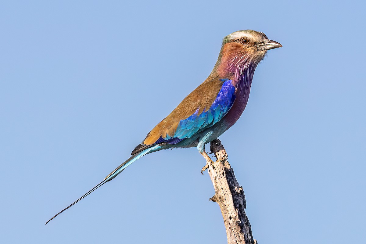 Lilac-breasted Roller - Steve Potter