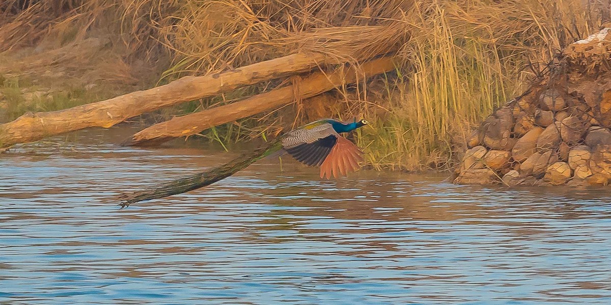 Indian Peafowl - ML619530688