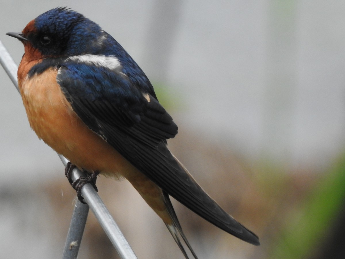 Barn Swallow - Anonymous