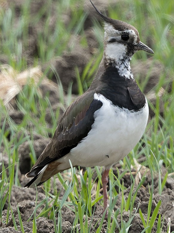 Northern Lapwing - www.aladdin .st