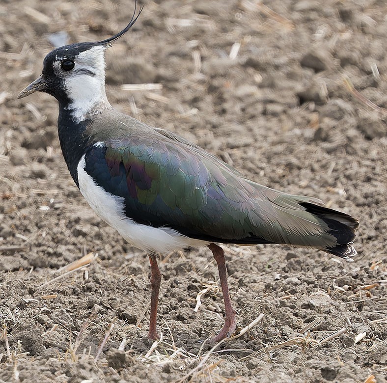 Northern Lapwing - www.aladdin .st