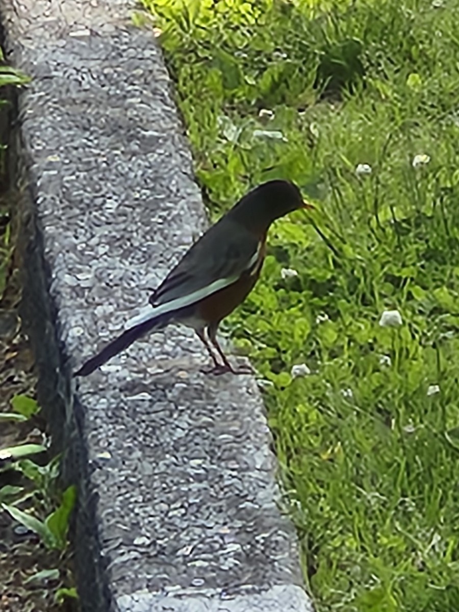 American Robin - Matthew Baker