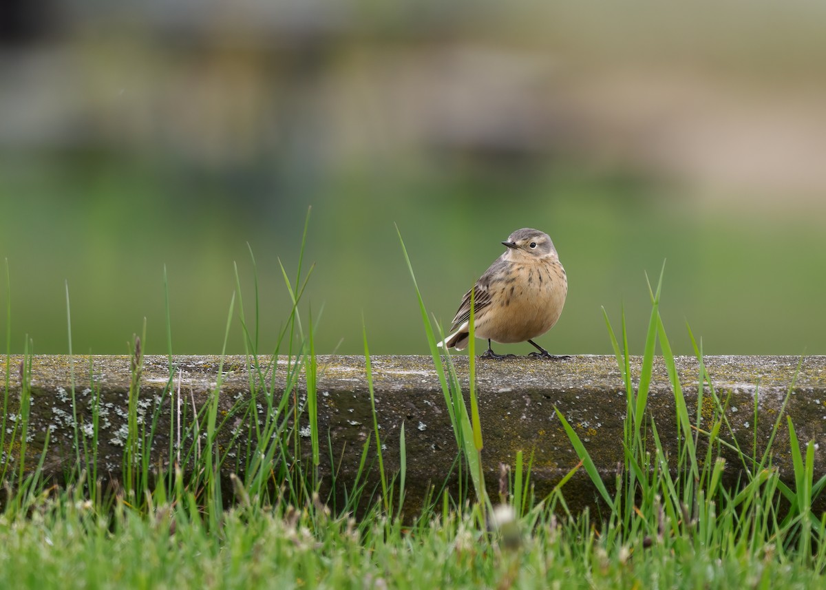 American Pipit - Edward Jay Rehm