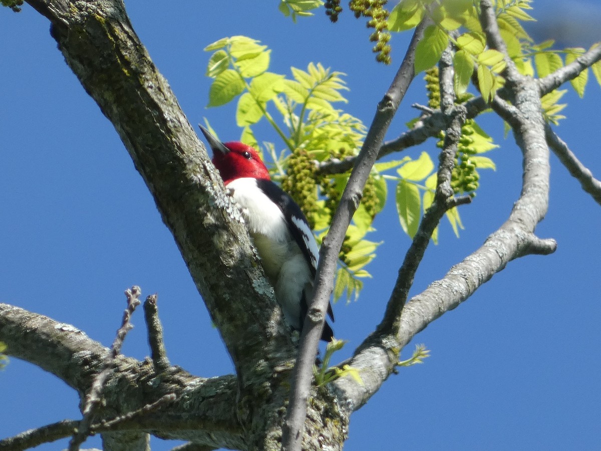 Pic à tête rouge - ML619530700