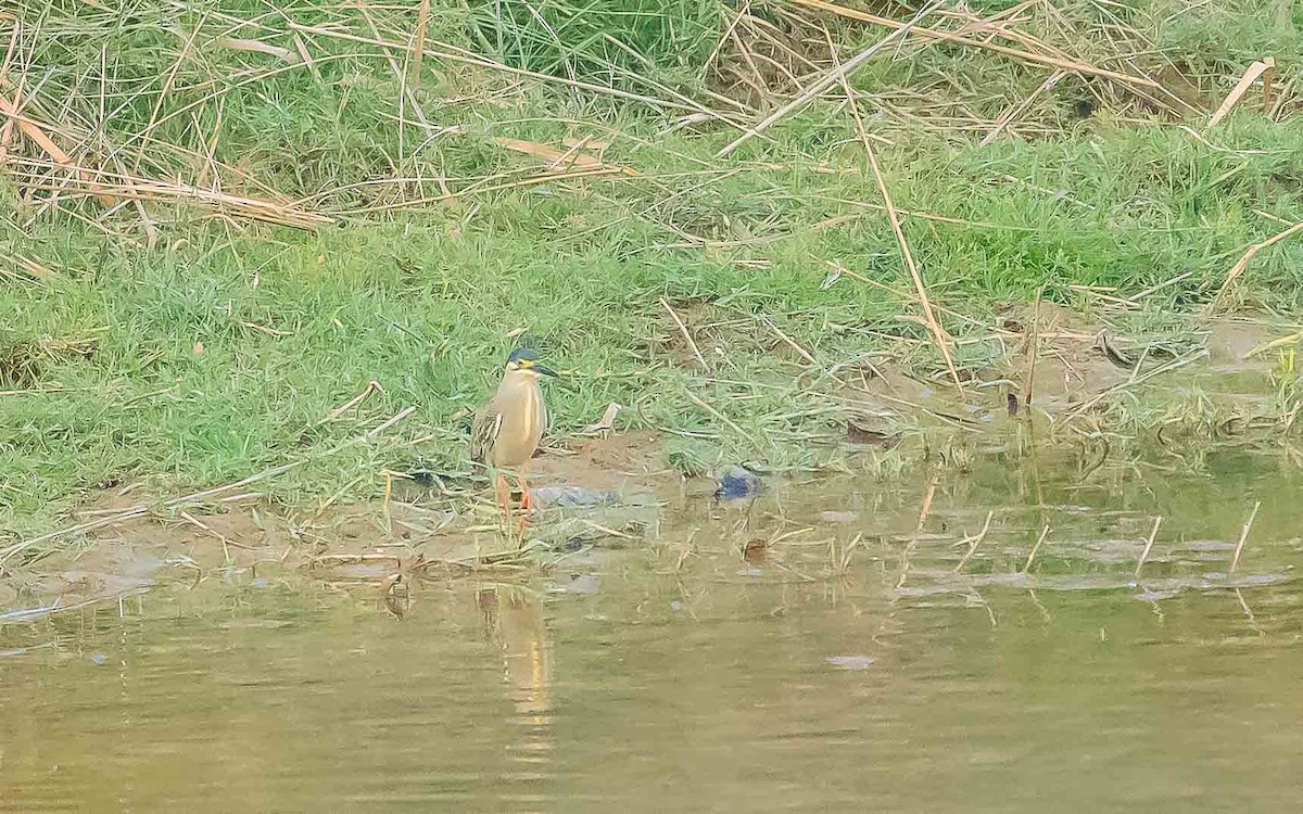 Striated Heron - Jean-Louis  Carlo