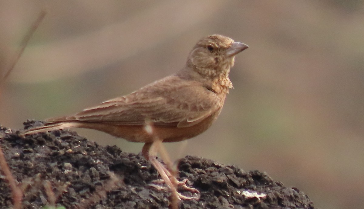 Rufous-tailed Lark - Chitra Ingole