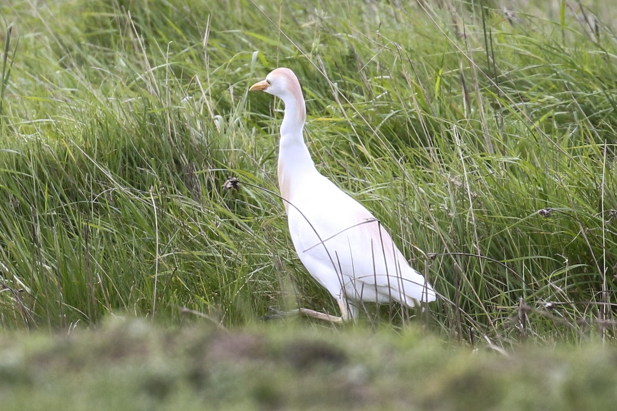 Western Cattle Egret - Steven Whitebread