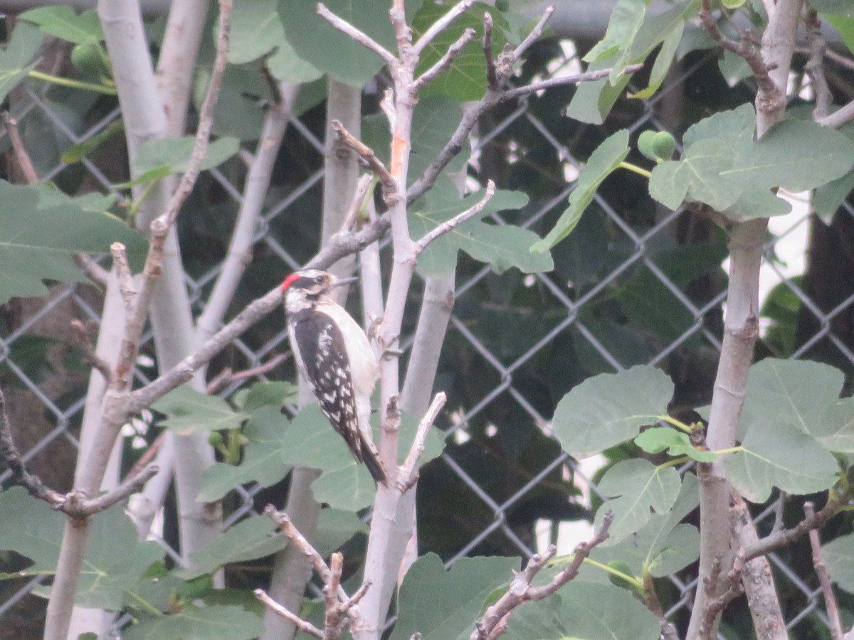 Downy Woodpecker - Paul Sellin