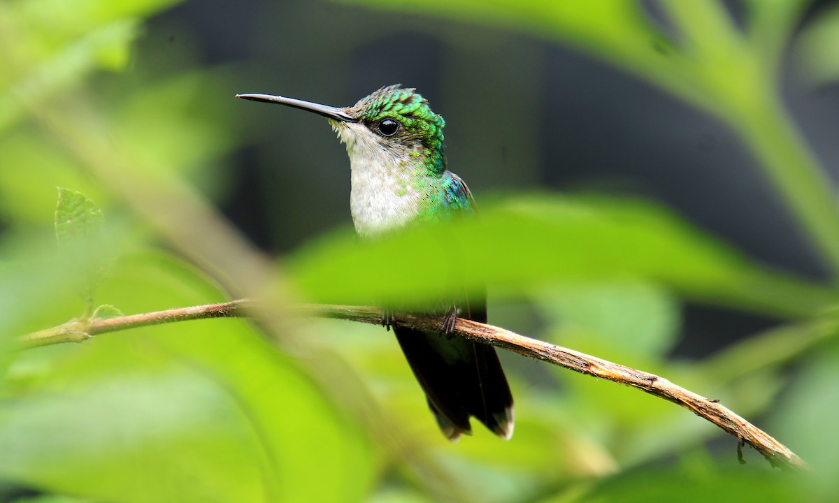 kolibřík vidloocasý - ML619530716