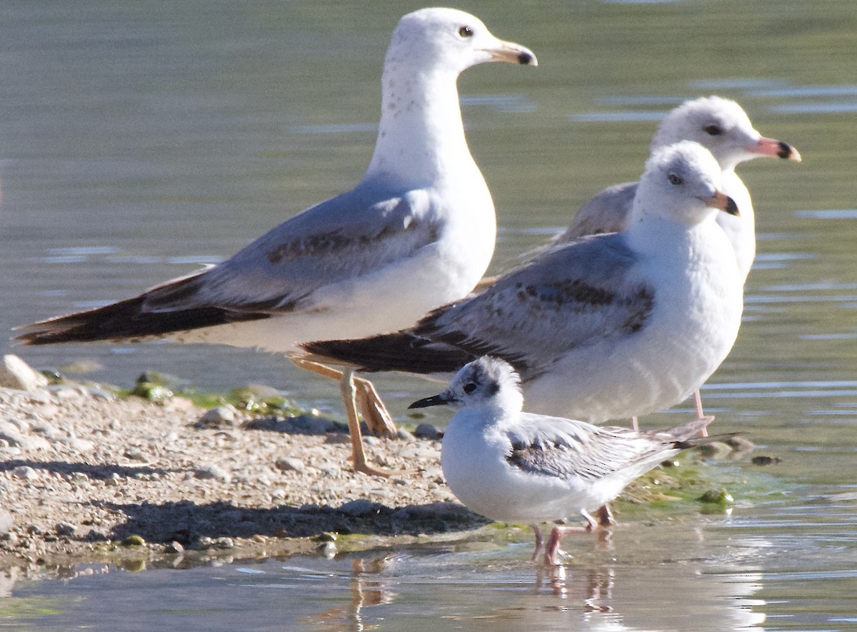 Bonaparte's Gull - Trey Rogers