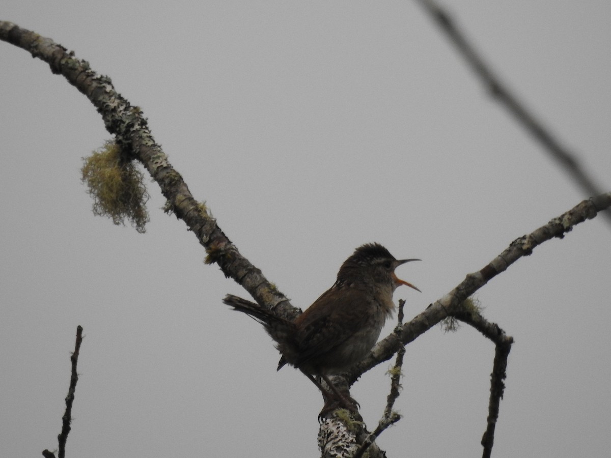 Marsh Wren - Anonymous