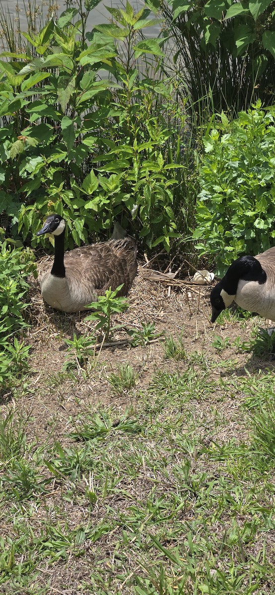 Canada Goose - Royce Marcus