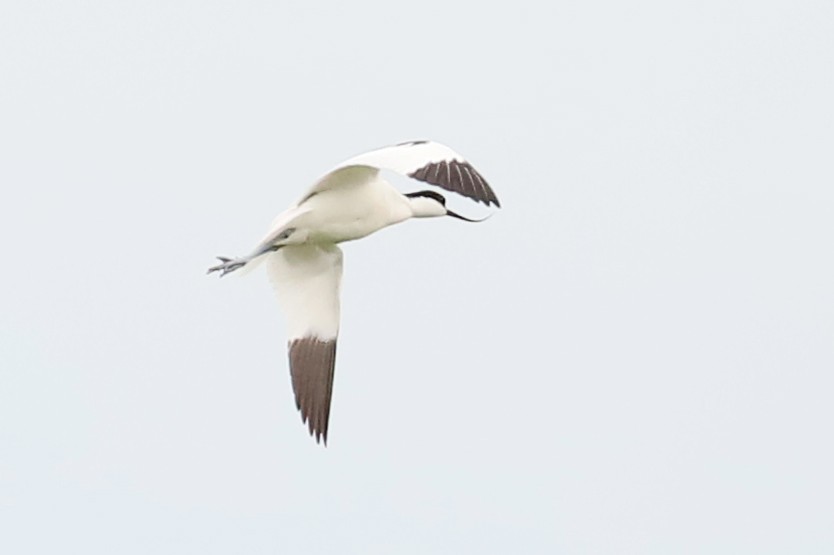 Pied Avocet - ML619530727