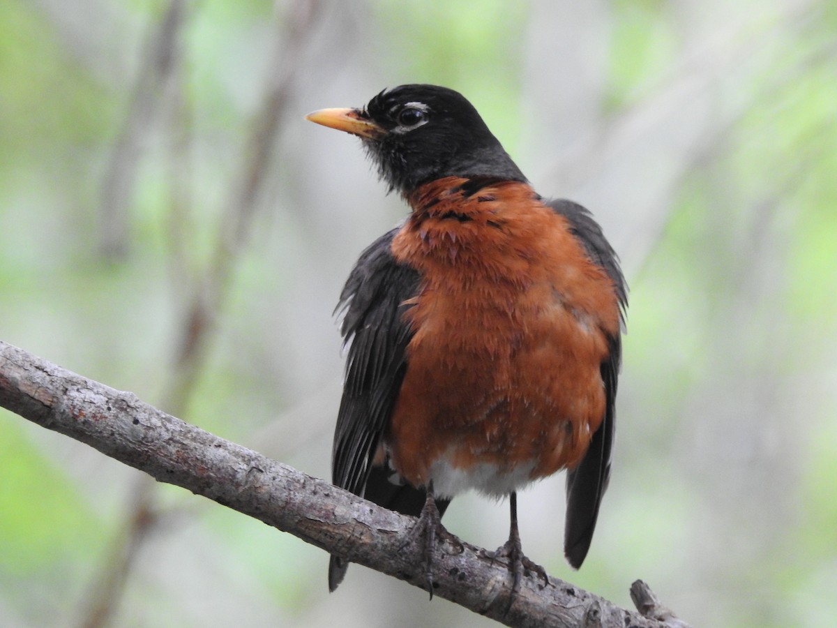 American Robin - ML619530728