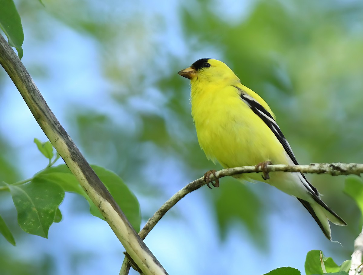 American Goldfinch - Daniel Thibault